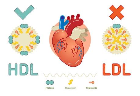 New guide: Cholesterol and low-carb diets