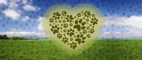 Pet Cremation and other choices when you have to say goodbye to your pet