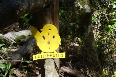 HUILO HUILO BIOLOGICAL RESERVE: Volcanoes, Waterfalls and Towering Rainforests, Chile’s Lake District, Part 1