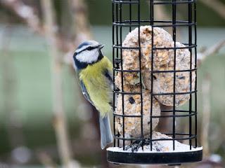 Fat-balls - Feed the Birds