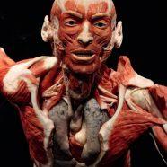 Junior Doctor programme launches at BODY WORLDS – the best science lesson in London #London #Education #Travel