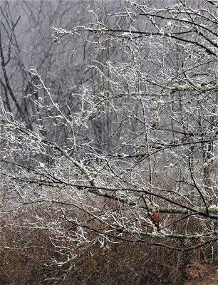 Shhh-- We're Bird Watching