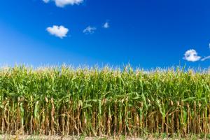 POEM: The Endrow, or: How To Survive a Cornfield