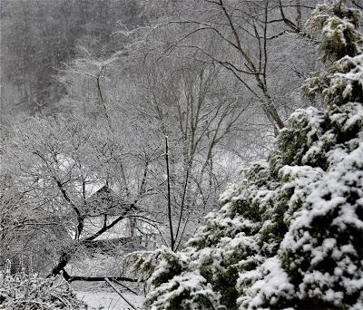 First the Primrose, Then . . .