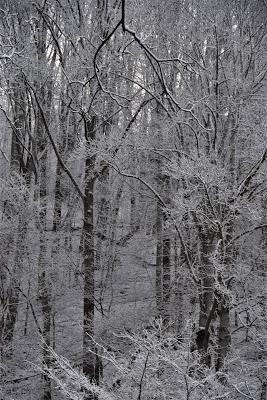 First the Primrose, Then . . .