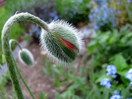 a hairy poppy about to burst