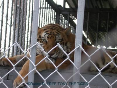 Tony the Truck Stop Tiger is headed for a better life