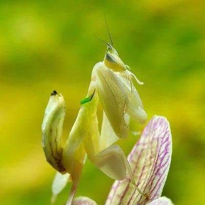 Malaysian Orchid Mantis