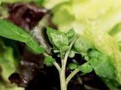 Delicious Ways Serve Leafy Green Vegetables