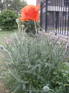 Papaver orientale (28/04/2011, London)