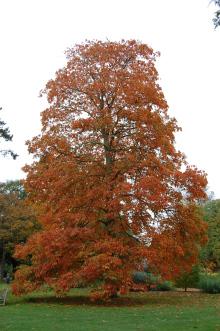 Aesculus flava Autumn (20/10/2012, Kew Gardens, London)