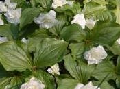 Plant Week: Trillium Grandiflorum ‘Flore Pleno’