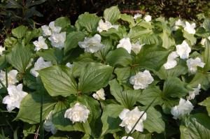 Trillium grandiflorum 'Flore Pleno' (22/04/2011, Kew Gardens, London)