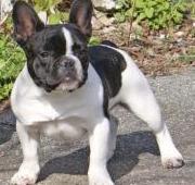 French Bulldog