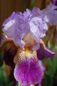 Iris ‘Lent Williamson’ flower (27/04/2011, London)
