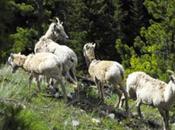 Horn Sheep Photo Kananaskis, Canada