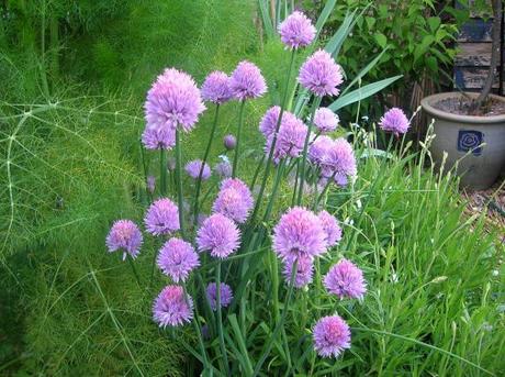 Granny’s Bonnet is growing in my Country Garden