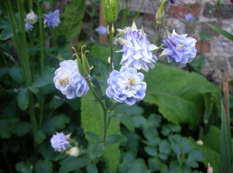 Granny’s Bonnet is growing in my Country Garden