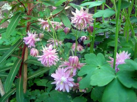 Granny’s Bonnet is growing in my Country Garden