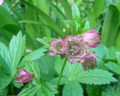 Granny’s Bonnet is growing in my Country Garden