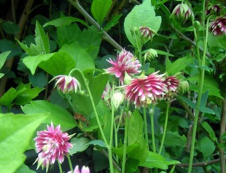 Granny’s Bonnet is growing in my Country Garden