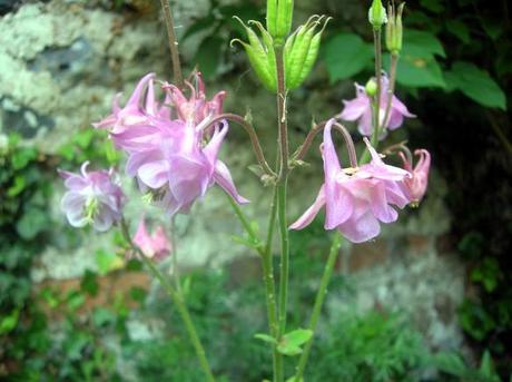 Granny’s Bonnet is growing in my Country Garden