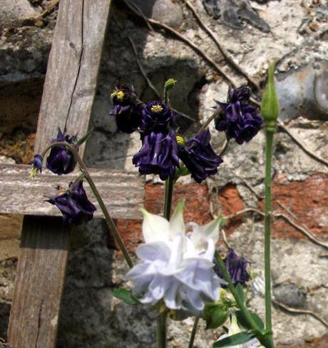 Granny’s Bonnet is growing in my Country Garden