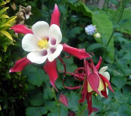 Granny’s Bonnet is growing in my Country Garden