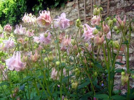 Granny’s Bonnet is growing in my Country Garden