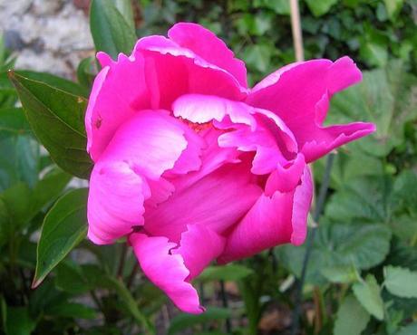 Granny’s Bonnet is growing in my Country Garden