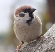 Sparrow