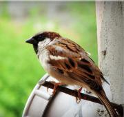 Sparrow