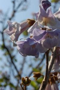 Paulownia tomentosa flower (30/04/2011, London)