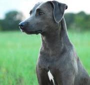 Blue Lacy Dog