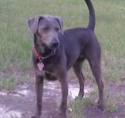 Blue Lacy Dog