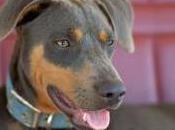 Featured Animal: Blue Lacy