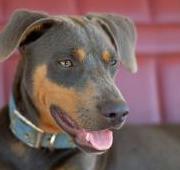 Blue Lacy Dog