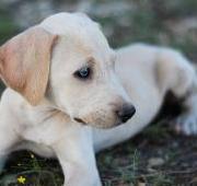 Blue Lacy Dog