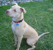 American Pit Bull Terrier