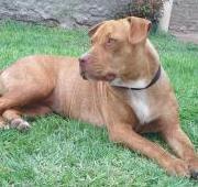 American Pit Bull Terrier