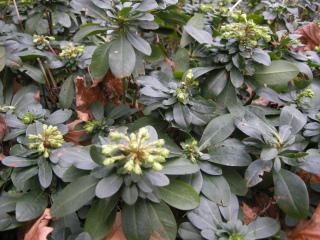 Euphorbia amygdaloides robbiae winter foliage (11/01/2012, London)