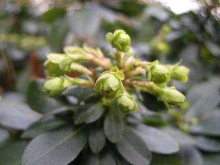 Euphorbia amygdaloides robbiae winter flower (11/01/2012, London)