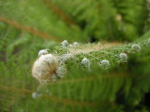 Polystichum setiferum detail (01/05/2011, London)