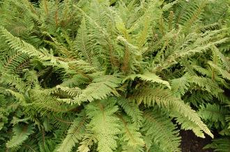 Polystichum setiferum 'Herrenhausen' (28/07/2012, Kew Gardens, London)