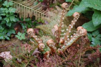 Polystichum setiferum Emerging Frond (05/05/2012, Kew Gardens, London)