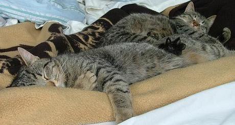 sleeping cats - Sancho & Pablo