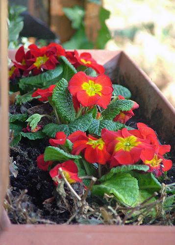 red primeroses