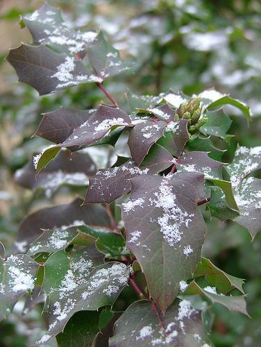 mahonia