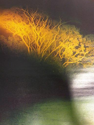 I found this Cool photo in a magazine when I was out shopping on Saturday.
I know that it looks like i have taken a bad picture but not really, this is how it looked. A tree in the pitch black with these yellow lights directly shone on it.
Spooky huh?
xoxo LLM
Photo of a photo taken with my Blackberry.