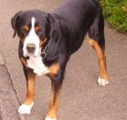 Greater Swiss Mountain Dog